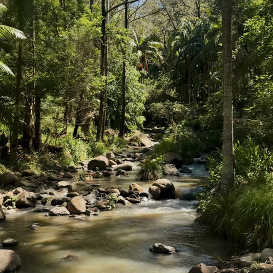 The Best Scenic Hinterland Road Trips from the Gold Coast (and the Scents to Match) 🚗✨