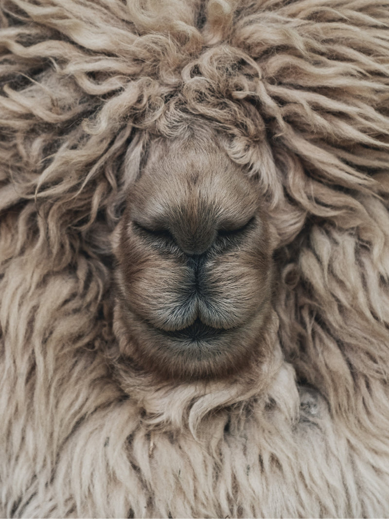 Close up of and Alpaca's face and it's eyes are covered with fur